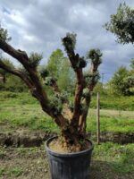 Büyük Bonsai Zeytin 50-60 Yıllık - Görsel 8