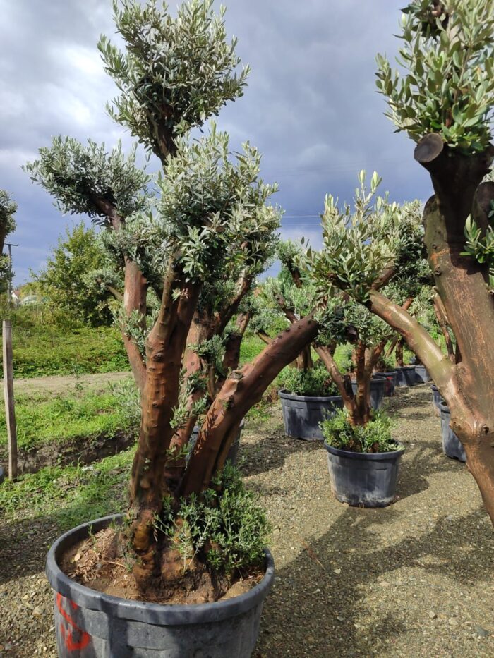 Büyük Bonsai Zeytin 50-60 Yıllık - Görsel 7
