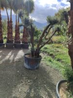 Büyük Bonsai Zeytin 50-60 Yıllık - Görsel 6