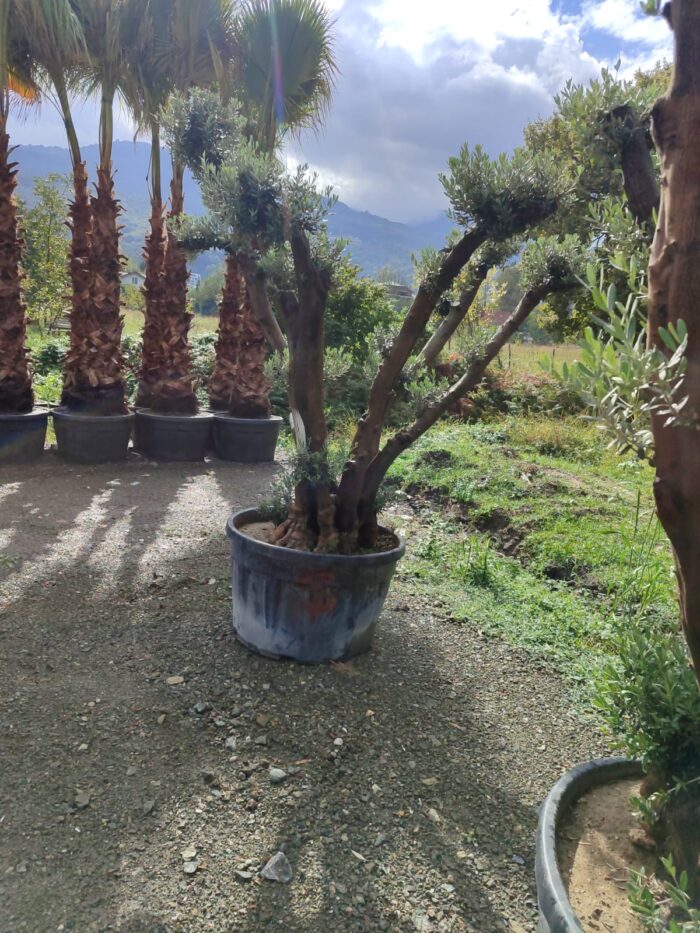 Büyük Bonsai Zeytin 50-60 Yıllık - Görsel 6