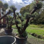 Büyük Bonsai Zeytin 50-60 Yıllık