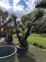 Büyük Bonsai Zeytin 50-60 Yıllık