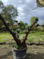 Büyük Bonsai Zeytin 50-60 Yıllık - Görsel 4