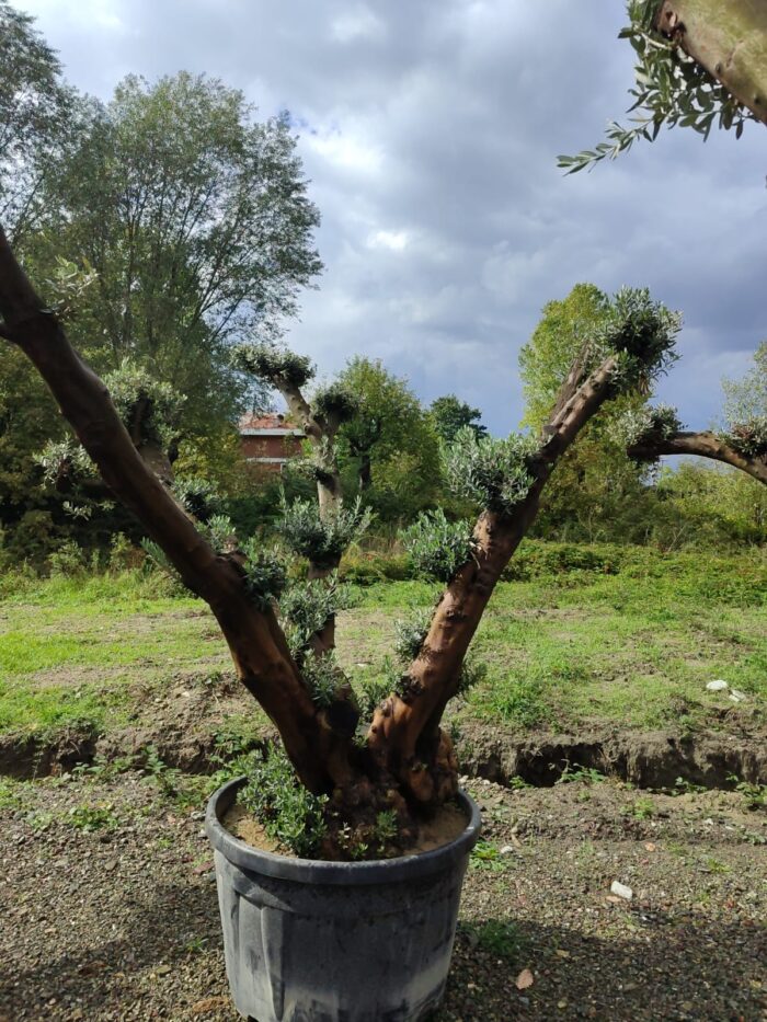 Büyük Bonsai Zeytin 50-60 Yıllık - Görsel 4