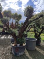 Büyük Bonsai Zeytin 50-60 Yıllık - Görsel 3