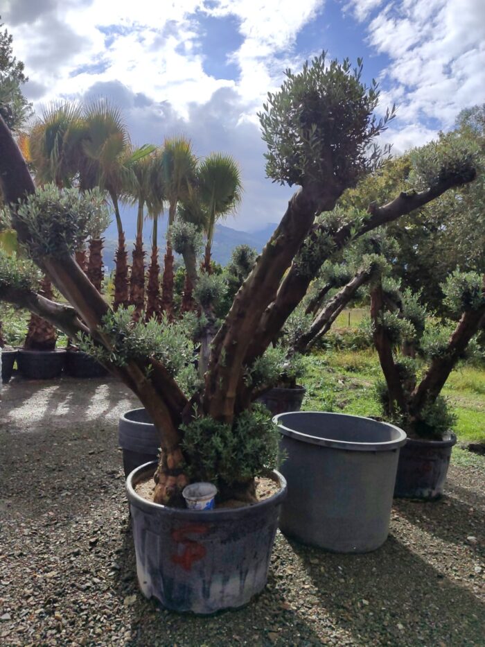 Büyük Bonsai Zeytin 50-60 Yıllık - Görsel 3