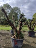 Büyük Bonsai Zeytin 50-60 Yıllık - Görsel 2