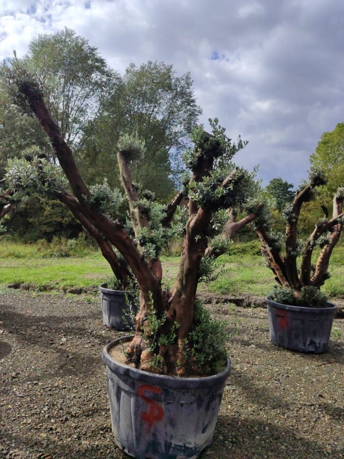 Büyük Bonsai Zeytin 50-60 Yıllık - Görsel 2
