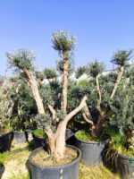 Bonsai Ponpon Zeytin 30-40 yıllık 250 Litre - Görsel 4