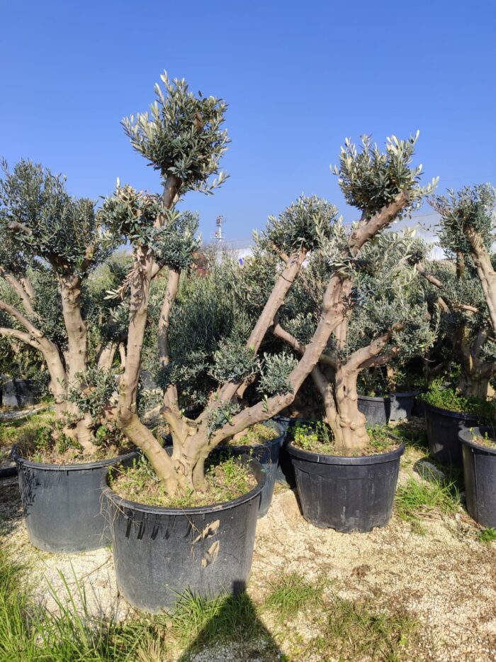 Bonsai Ponpon Zeytin 30-40 yıllık 250 Litre - Görsel 3