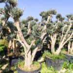 Bonsai Ponpon Zeytin 30-40 yıllık 250 Litre