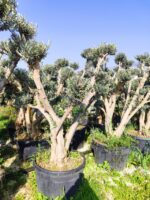 Bonsai Ponpon Zeytin 30-40 yıllık 250 Litre