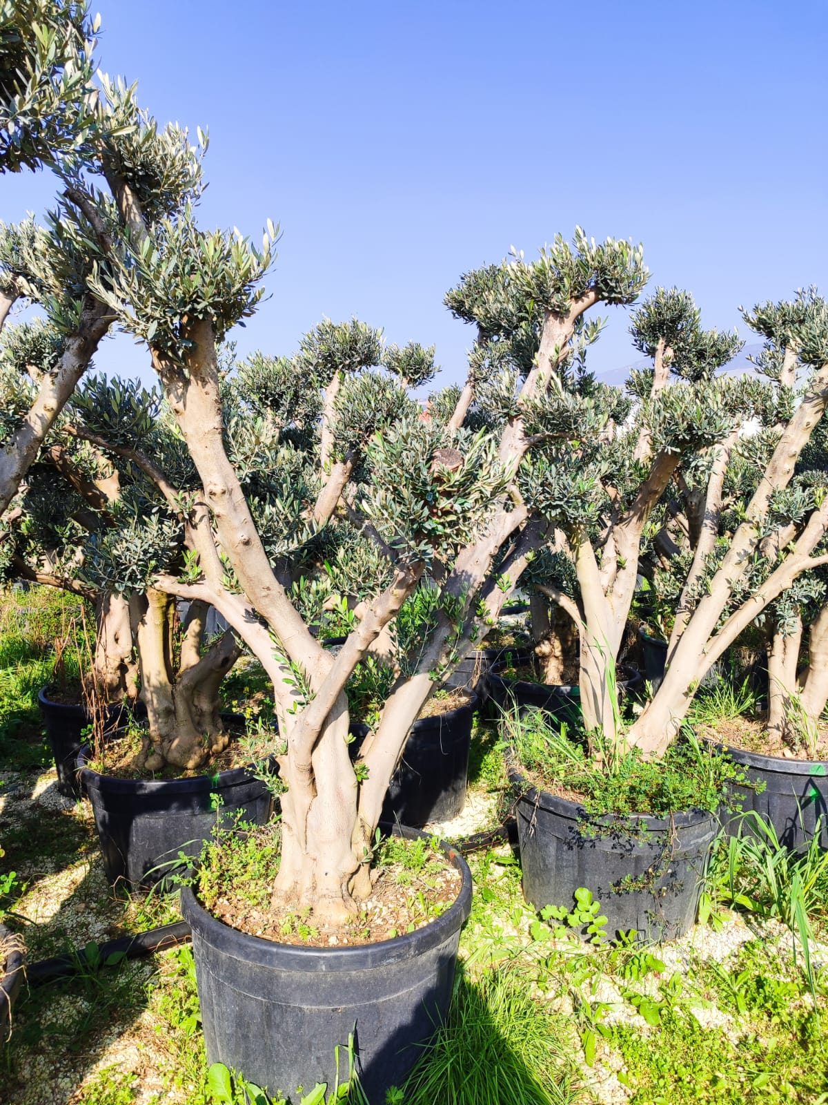 buyuk-zeytin-bonzai-3 Bonsai Ponpon Zeytin 30-40 yıllık 250 Litre - Görsel 1