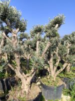 Bonsai Ponpon Zeytin 30-40 yıllık 250 Litre - Görsel 2