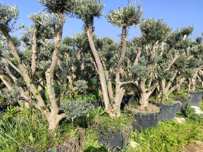 Bonsai Ponpon Zeytin 30-40 yıllık 250 Litre - Görsel 5