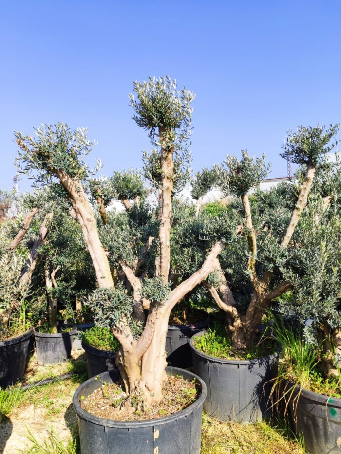 Bonsai Ponpon Zeytin 30-40 yıllık 250 Litre - Görsel 4