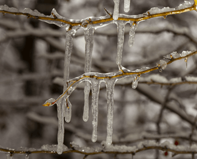 Buzlar Ağaçlara Zarar Verir mi?