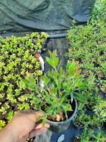 Fırça Çalısı - Callistemon Leavis ( Geniş Yapraklı ) 30-40cm - Görsel 12