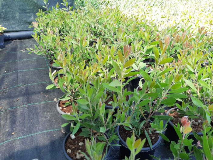 Fırça Çalısı - Callistemon Leavis ( Geniş Yapraklı ) 30-40cm - Görsel 11