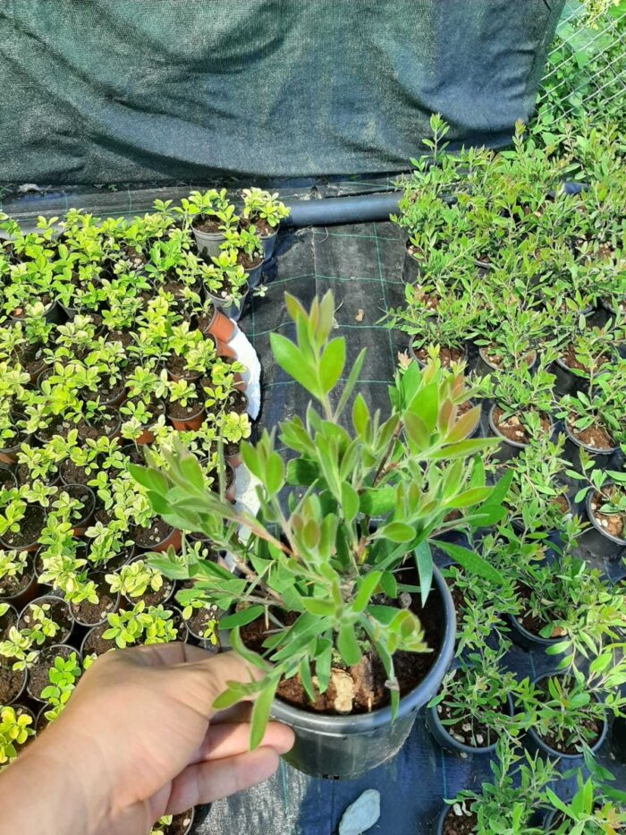 Fırça Çalısı - Callistemon Leavis ( Geniş Yapraklı ) 30-40cm - Görsel 12