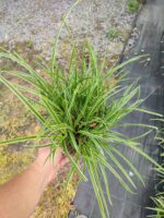Satılık Carex 20-30 cm boy - Görsel 5
