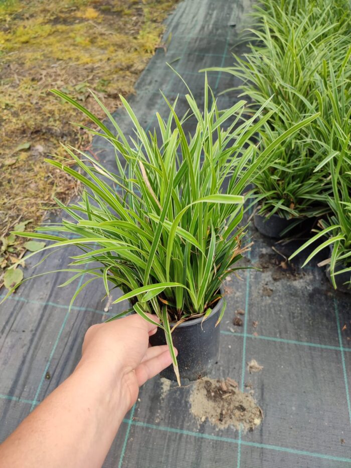 Satılık Carex 20-30 cm boy - Görsel 4