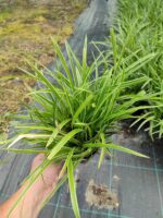 Satılık Carex 20-30 cm boy