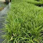 Carex (Saz Bitkisi) 40-60 Cap 15 Litrelik Saksıda