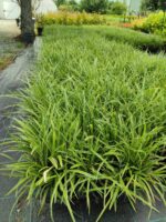Satılık Carex 20-30 cm boy - Görsel 3