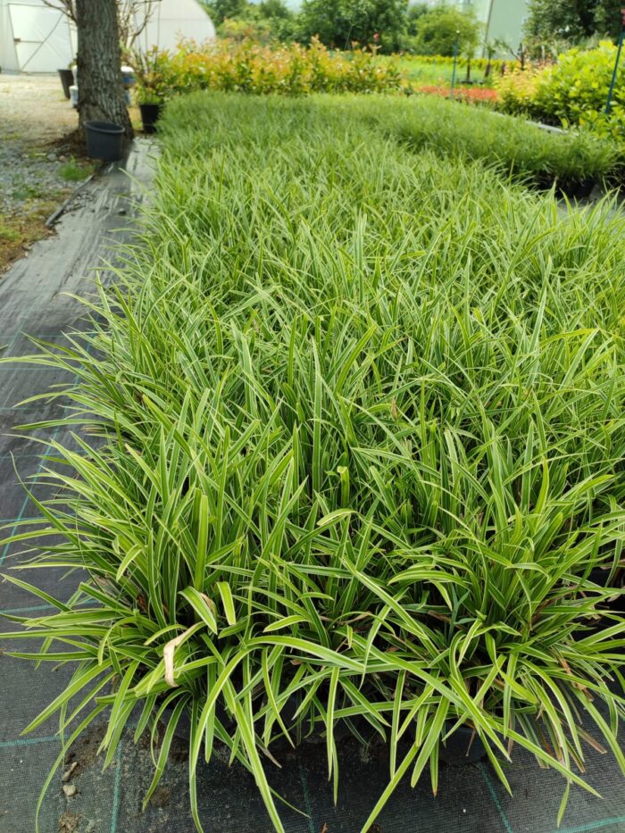 Satılık Carex 20-30 cm boy - Görsel 3