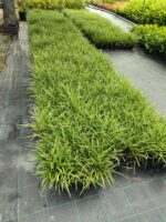 Satılık Carex 20-30 cm boy - Görsel 2