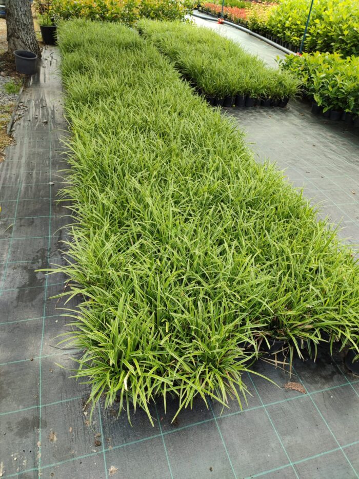 Satılık Carex 20-30 cm boy - Görsel 2