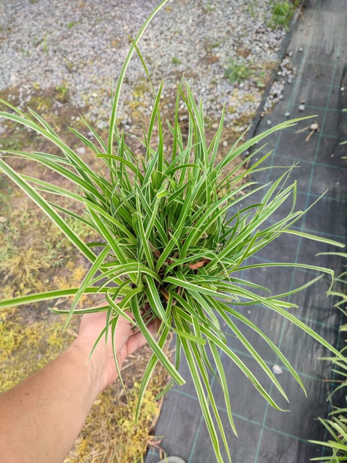 Satılık Carex 20-30 cm boy - Görsel 5