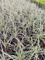 Carex oshimensis 'Evergold' 20-30cm 1,5 Clt - Görsel 4