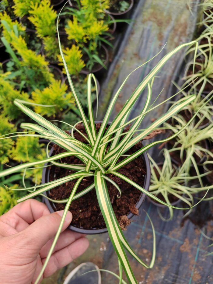 Carex oshimensis 'Evergold' 20-30cm 1,5 Clt - Görsel 2