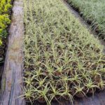 Carex oshimensis 'Evergold' 20-30cm 1,5 Clt