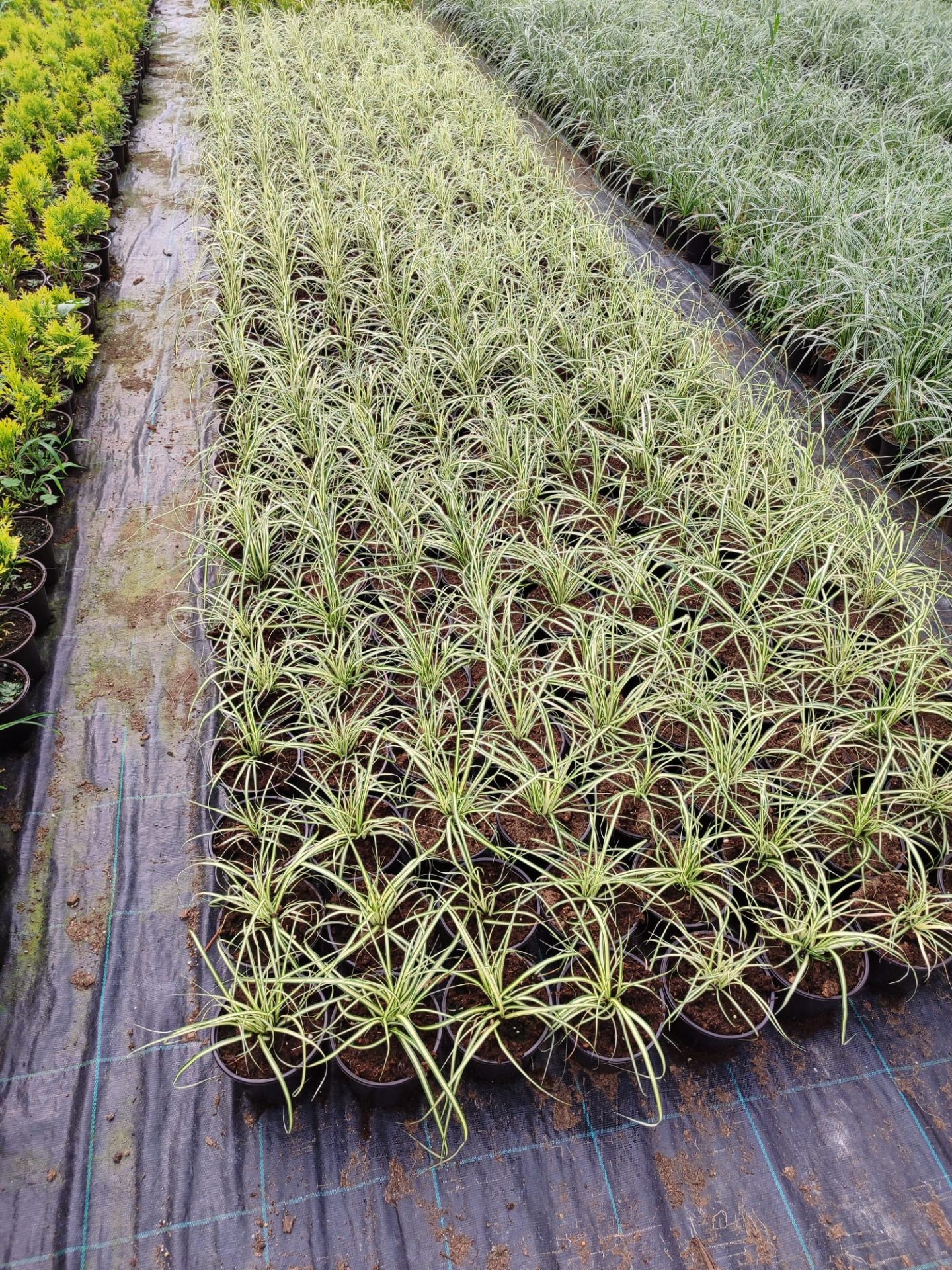 carex-ince-yaprakli-4 Carex oshimensis 'Evergold' 20-30cm 1,5 Clt - Görsel 1