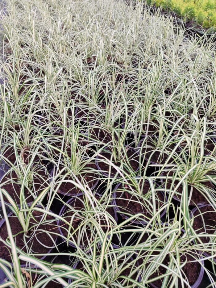 Carex oshimensis 'Evergold' 20-30cm 1,5 Clt - Görsel 4