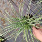 Sarı Alacalı Carex 20-30cm çap 1,5 Litre Saksı