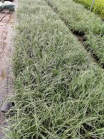 Sarı Alacalı Carex 20-30cm çap 1,5 Litre Saksı - Görsel 2