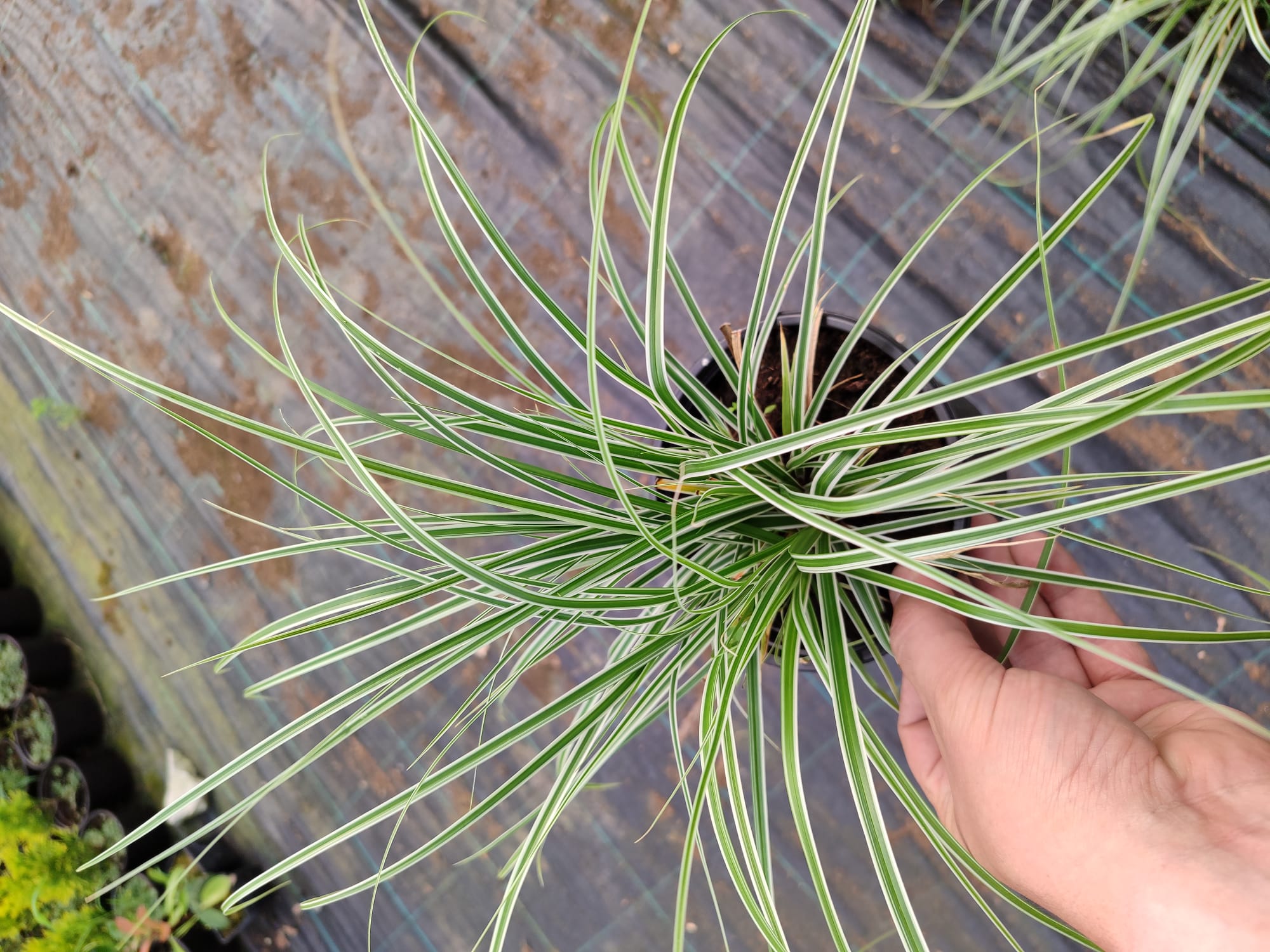 carex-sari-alacali Sarı Alacalı Carex 20-30cm çap 1,5 Litre Saksı - Görsel 1