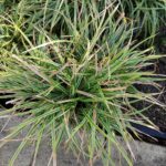 Carex 40-60cm 15 Litre