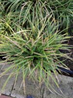 Carex 40-60cm 15 Litre