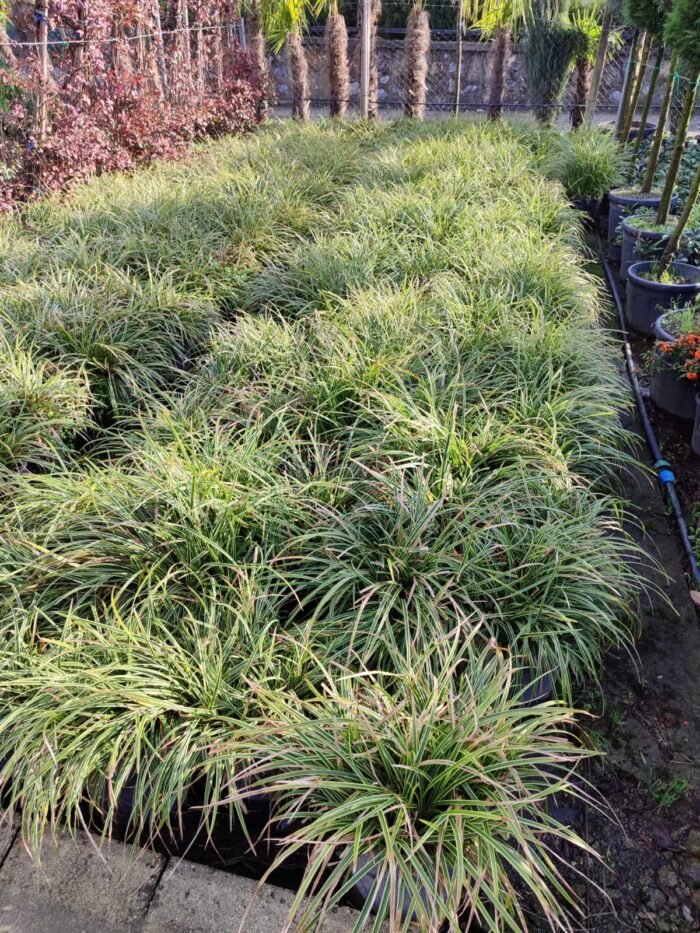 Carex 40-60cm 15 Litre - Görsel 2