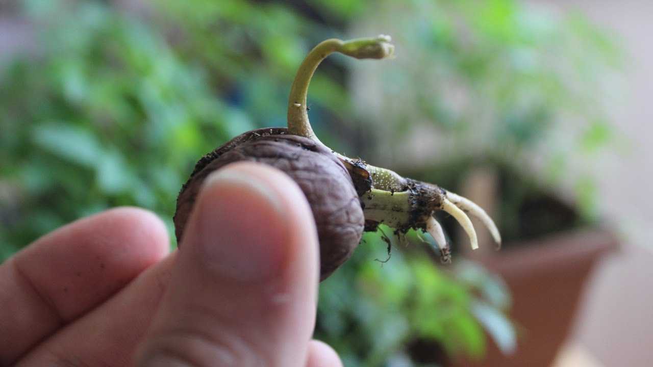 Ceviz Tohumu Hangi Aylarda Dikilir?