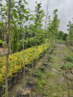 Çınar Ağacı 8-10 Kutur Çapında 3 metre üzeri - Görsel 8