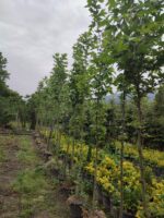 Çınar Ağacı 8-10 Kutur Çapında 3 metre üzeri - Görsel 7