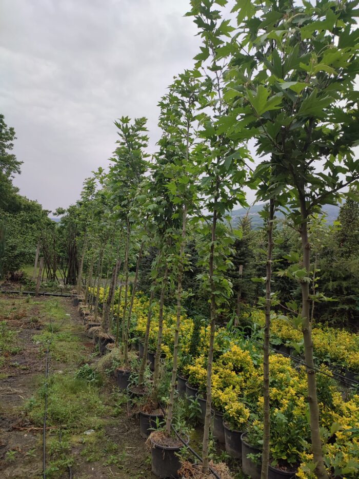 Çınar Ağacı 8-10 Kutur Çapında 3 metre üzeri - Görsel 7