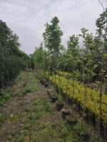 Çınar Ağacı 8-10 Kutur Çapında 3 metre üzeri - Görsel 6