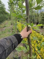 Çınar Ağacı 8-10 Kutur Çapında 3 metre üzeri - Görsel 5